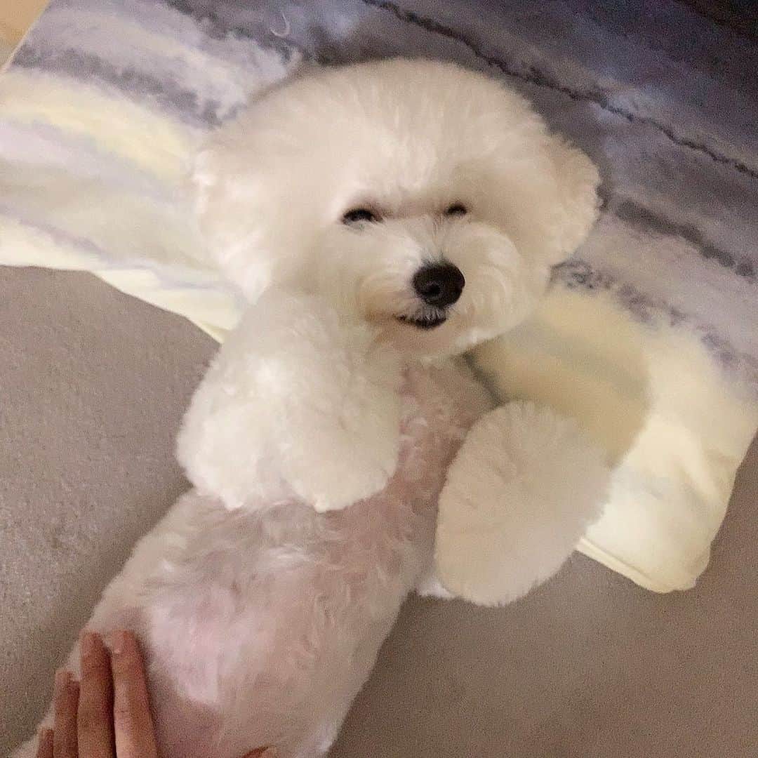 ハナマサのインスタグラム：「私のまくらを完全に我が物にしたイッヌ  #hanamasagram #ハナマサ　#ビションフリーゼ」