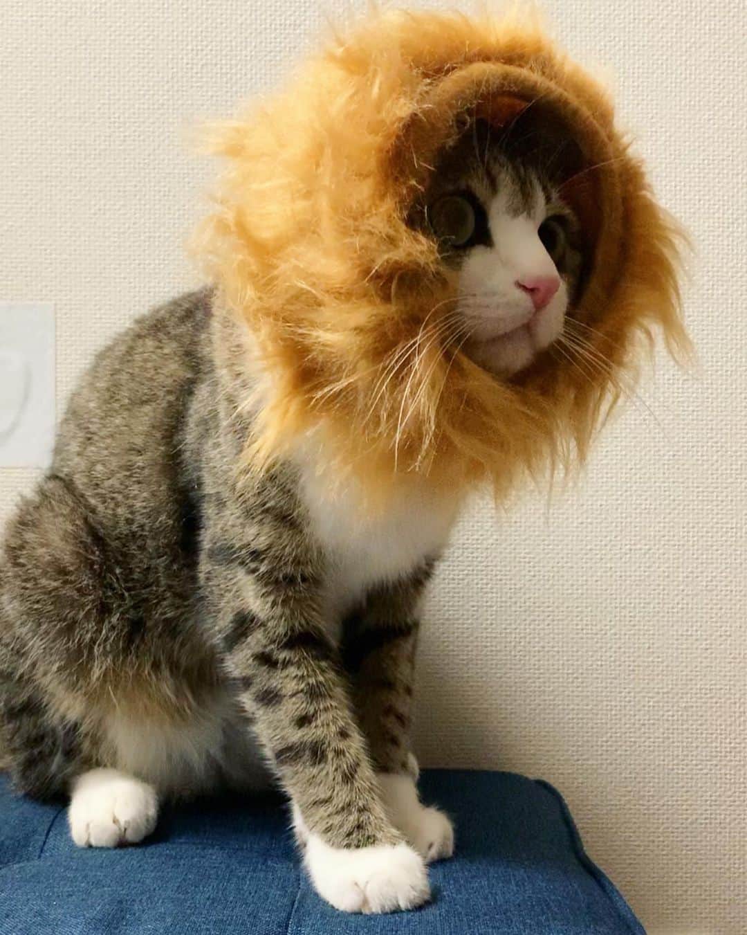 すずめくんさんのインスタグラム写真 - (すずめくんInstagram)「🐥🐥  がおーっ！！！ฅ(`ω´)ฅ  #猫辞めました  #ライオンすーちゃん  #きじしろ猫はライオンになりきれない件  Suzume Lion🦁🦁🦁」8月2日 13時43分 - suzume0513