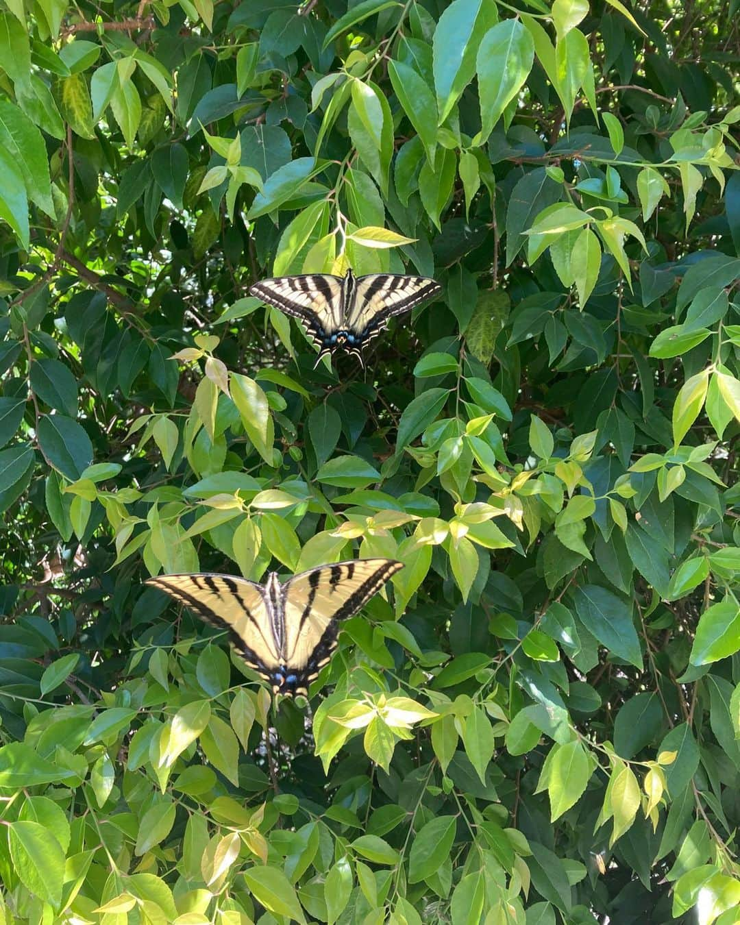 クリス・ノースのインスタグラム：「As I was letting the time go by these two gents-or ladies came for a visit- I thought Monarch’s? No- too yellow-But they look like Western tiger Swallow tail’s?」