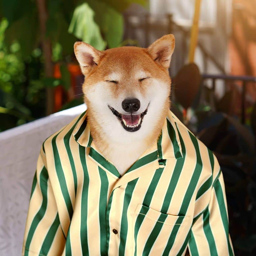 のインスタグラム：「In celebration of Bodhi's birthday (which was yesterday), we put together a carousel of our favorite candid moments from his puppyhood to current day  *last slide is the earliest photo of MWD in existence*   Check out our stories to see how he spent his birthday 🎉  #Bornday #Glowup #BabyMWD #TeenageMWD」