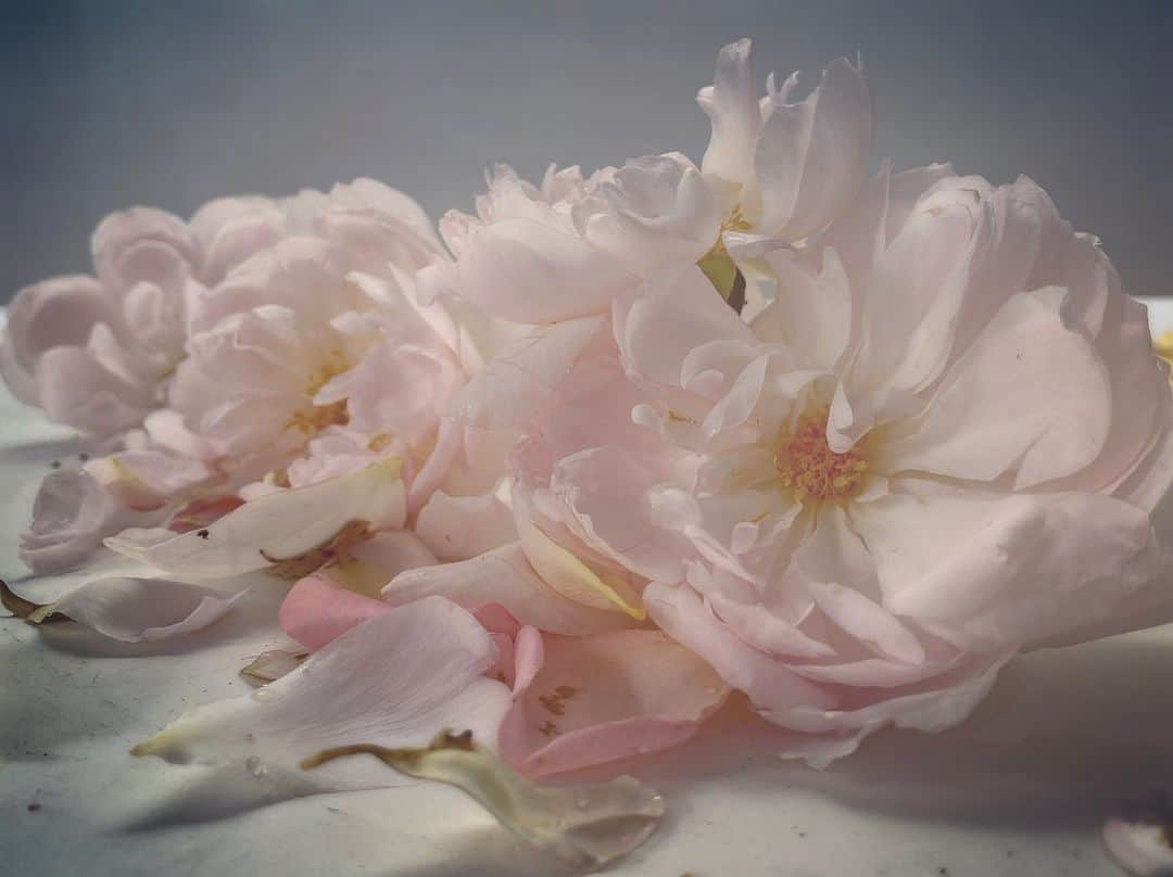 ニック・ナイトさんのインスタグラム写真 - (ニック・ナイトInstagram)「Roses from my garden. Saturday 1st of August, 2020.  Don’t miss the exhibition of prints of my roses at Waddesdon Manor / @waddesdonmanor_nt . It’s on until October.  This image is dedicated to Stephon Clark who was 22 and from Sacramento, California.  Stephon was shot more than 20 times by police as he stood in his grandmother’s back yard . The police said they believed he was holding a gun . Stephon was actually holding his mobile phone.  May he rest in peace .  #blacklivesmatter」8月2日 6時41分 - nick_knight