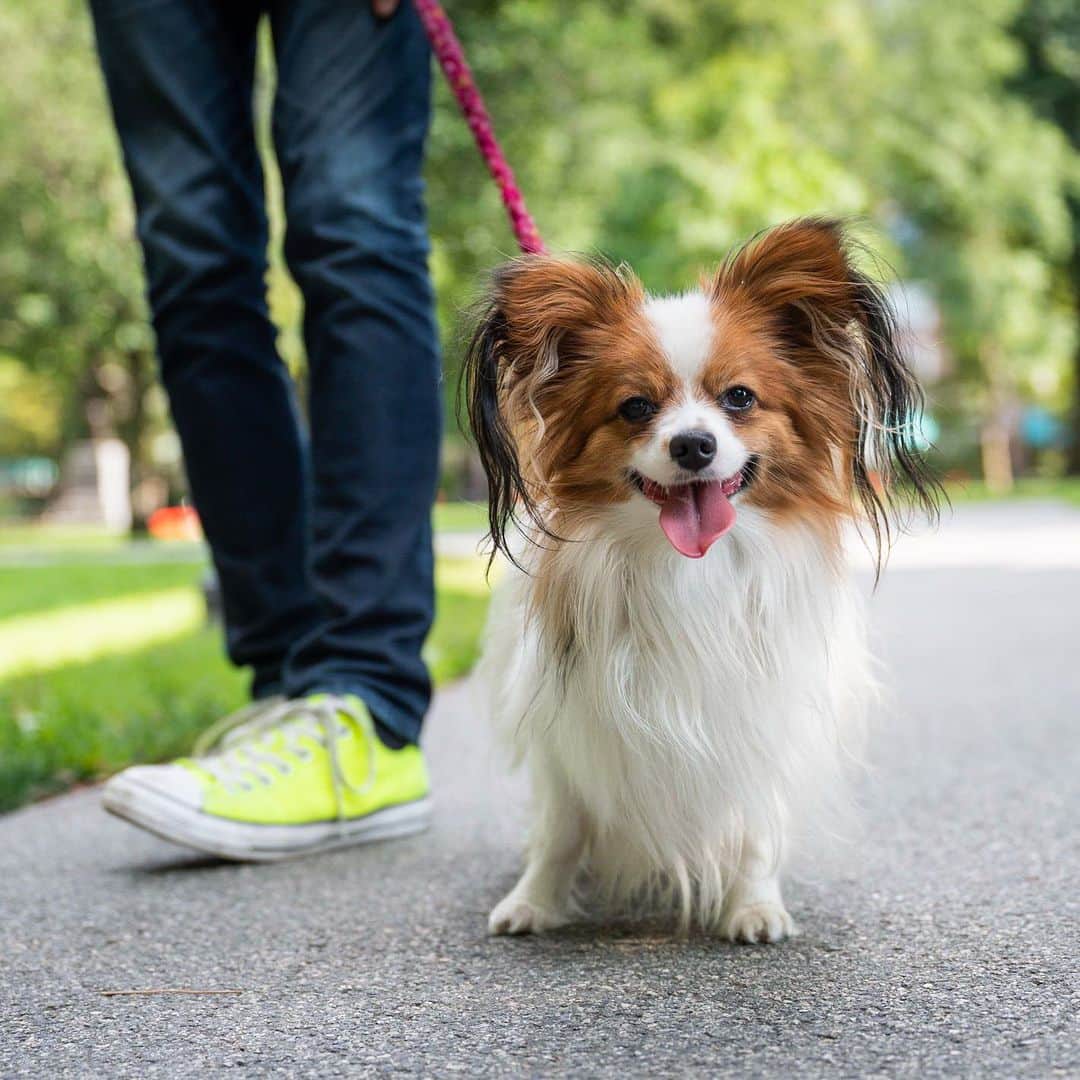 The Dogistさんのインスタグラム写真 - (The DogistInstagram)「Echo, Papillon (1 y/o), Boston Common, Boston, MA • “He understands Italian and French (I’m French). He makes a big smile on people’s face. We wish we could go back to Italy – he is welcome there. They miss him. He loves everything except pigeons. I don’t know if he wants to play with them or catch them.”」8月2日 6時42分 - thedogist