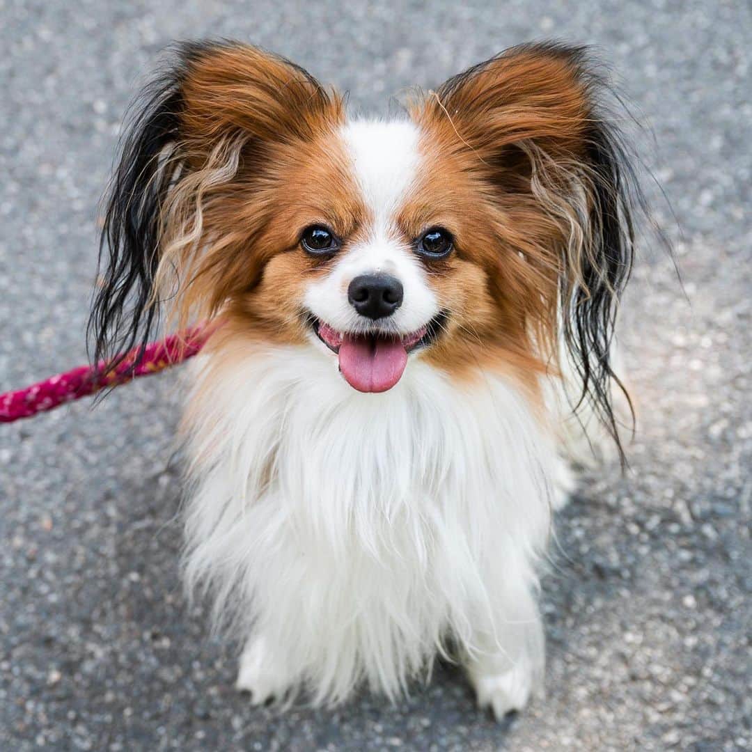 The Dogistさんのインスタグラム写真 - (The DogistInstagram)「Echo, Papillon (1 y/o), Boston Common, Boston, MA • “He understands Italian and French (I’m French). He makes a big smile on people’s face. We wish we could go back to Italy – he is welcome there. They miss him. He loves everything except pigeons. I don’t know if he wants to play with them or catch them.”」8月2日 6時42分 - thedogist