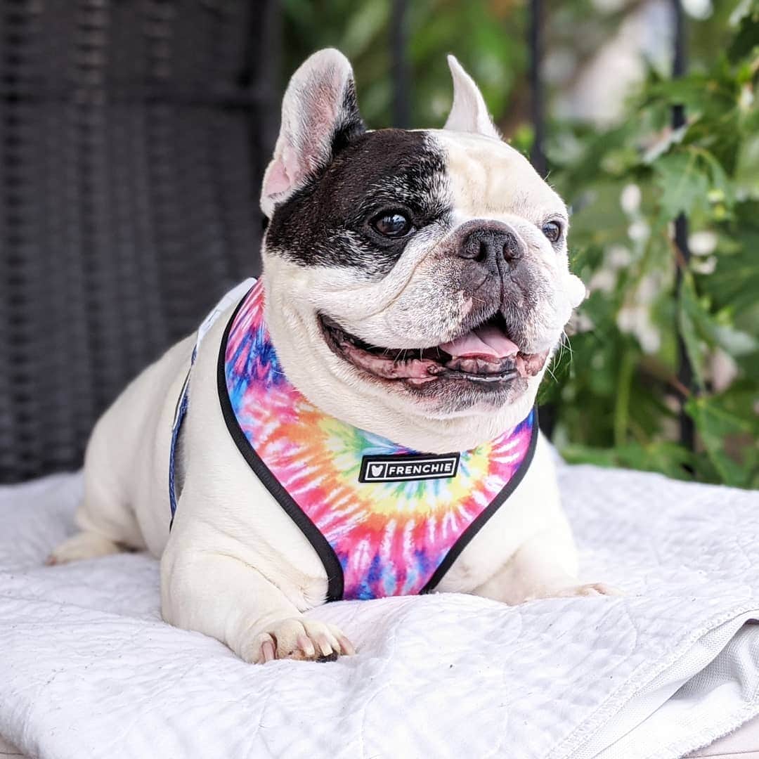 Manny The Frenchieのインスタグラム：「Lounging in my summer the tie dye 'fit!  . . NEW summer goodies from @frenchie_bulldog! ☀️🏝️」