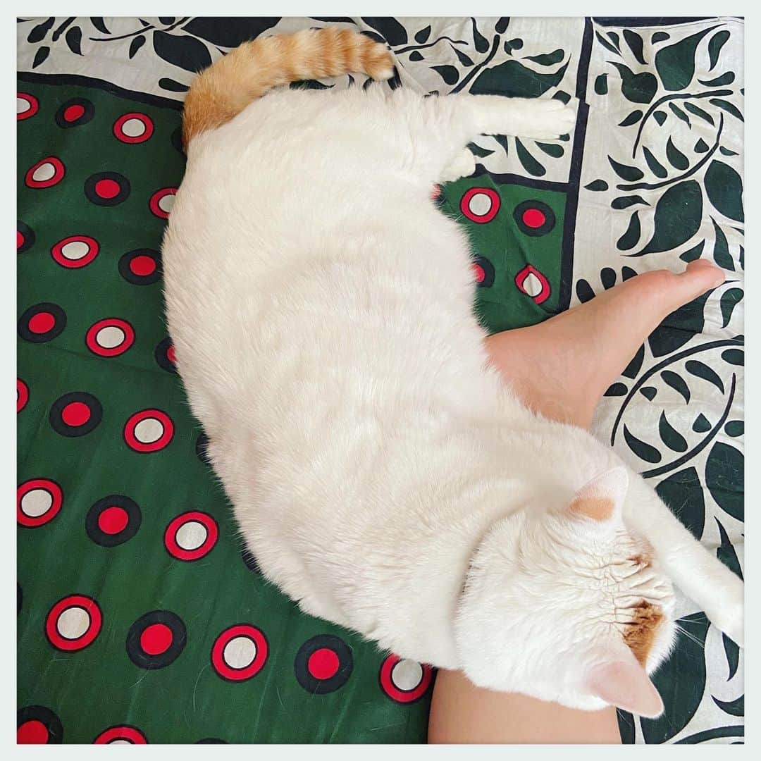 kumikoのインスタグラム：「重さで足が痺れてきた。」