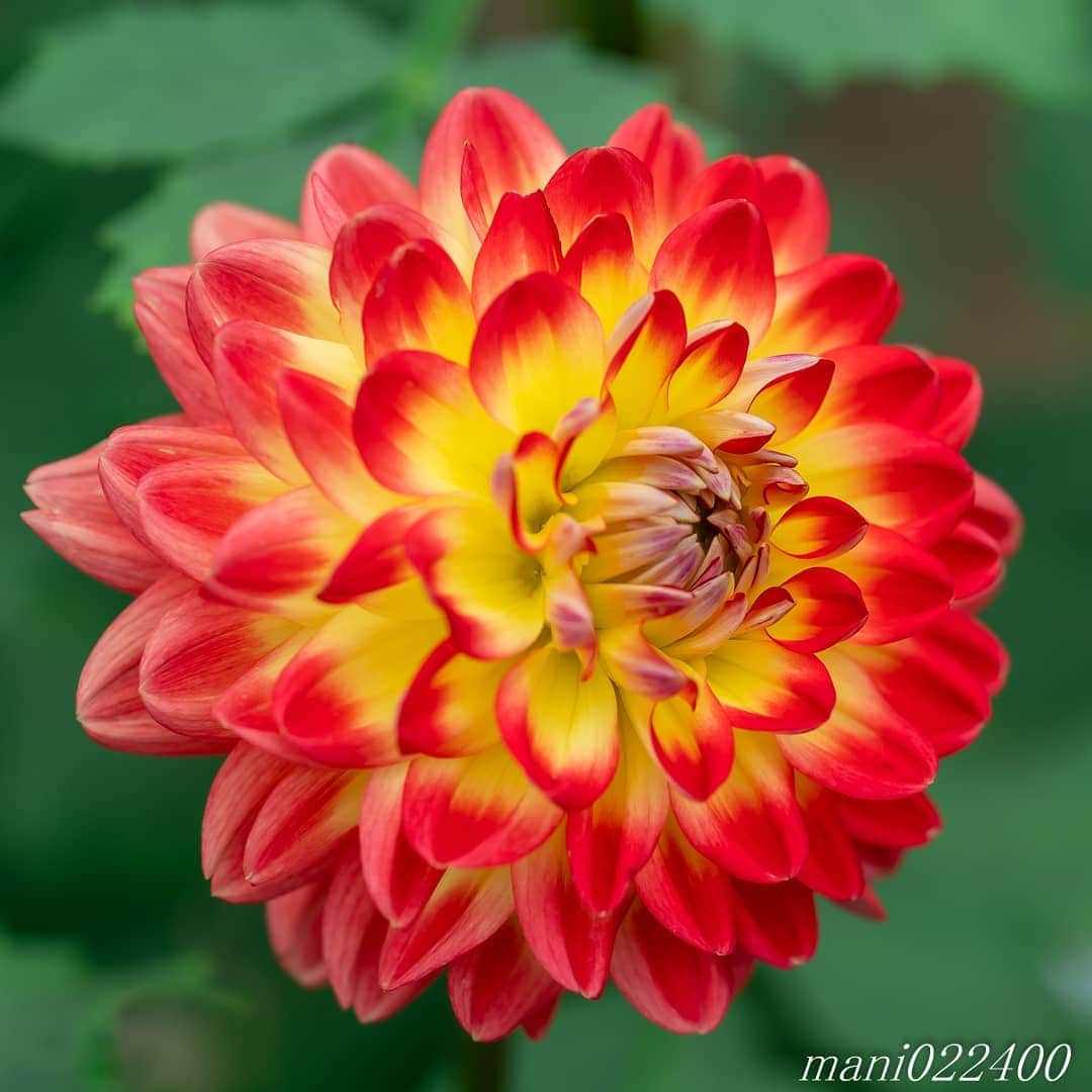 mani022400のインスタグラム：「. 2 Aug. 2020 ． . Good morning🌸🌺🌹✨  . . location:Tokyo camera:a7r3 lens:Sony135GM  . . 🌺🌺🌺🌷🌷🌷🌹🌹🌹🌸🌸🌸 ご訪問ありがとうございます🙇 . お花以外の写真は サブアカウントにポストしています。 良かったら、覗いてください🙇🙇 ⬇️⬇️⬇️ @mani0224000   . 🌺🌺🌺🌷🌷🌷🌹🌹🌹🌸🌸🌸 . . . . . 🔷🔷🔷🔷🔷🔷🔷🔷🔷 #thanks_dear_yui  discoverwithalpha ﻿ japan_ilc﻿  a7rm3 ﻿ sel135f18gm  sel55f18z  #カメラ好きな人と繋がりたい  #flower  #花 #flowers   #写真好きな人と繋がりたい love_bestjapan  serahana ファインダー越しの私の世界    #花のある暮らし  #bns_lite #eclecticshow #explore_floral . #9vaga9  9Vaga_Rose9  9vaga_3flowers9  #floristsandflowers #ip_for_blossoms_vip  #fabulous_shots ig_flowers #ponyfony_flowers #meiko_flora_member meiko_roses  #myheartinshots #la_flowers #rainbow_petals #top_favourite_flowers  #quintaflower #inspiring_shot #phx_flowers dreaming_in_macro #j_flower_shots flower_special_legend　nature_special_legend  #ind_flowers #tv_flowers　　 #best_mmf_vipday  #best_beauty_flora_  9vaga_flowersart9 #ptk_flowers #fleur_noblesse_m  .」
