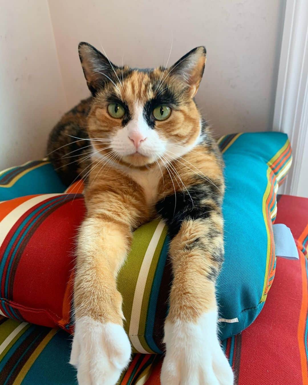リリーのインスタグラム：「Just hanging out! How was everyone’s Caturday? . . . . . #lillycrazyeyes #mood #catsofinstagram #9gag #calico #instacat #meowstagram #meow #meowdel #instacalico #calico #caturday #saturday #weekend  #crazyeyes #sassy #hangout」