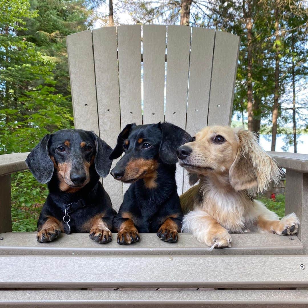Crusoe the Celebrity Dachshundのインスタグラム：「“All thinking our own thoughts - what you think we thinkin’?! 🧐😋 ” ~ Crusoe」