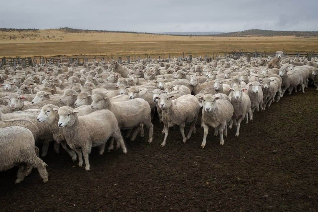 ナショナルジオグラフィックさんのインスタグラム写真 - (ナショナルジオグラフィックInstagram)「Photo by Luján Agusti @lujanag  Sheep are herded after their biannual bath at Estancia Viamonte, in Tierra del Fuego, Argentina. Working with sheep is one of the few activities carried out in the fields, given the harsh climatic conditions on the island. Woolwork is one of the oldest pursuits for Fuegians, especially to protect against the cold. #latinamerica #tierradelfuego #tradition」8月2日 7時35分 - natgeo
