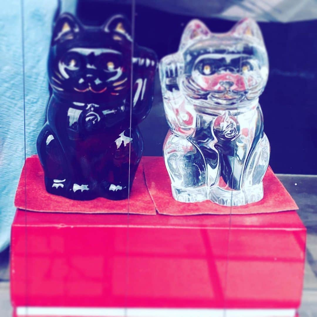 中野敬久さんのインスタグラム写真 - (中野敬久Instagram)「#cats #inviting #black #transparent #goodfortune #hope」8月2日 7時37分 - hirohisanakano