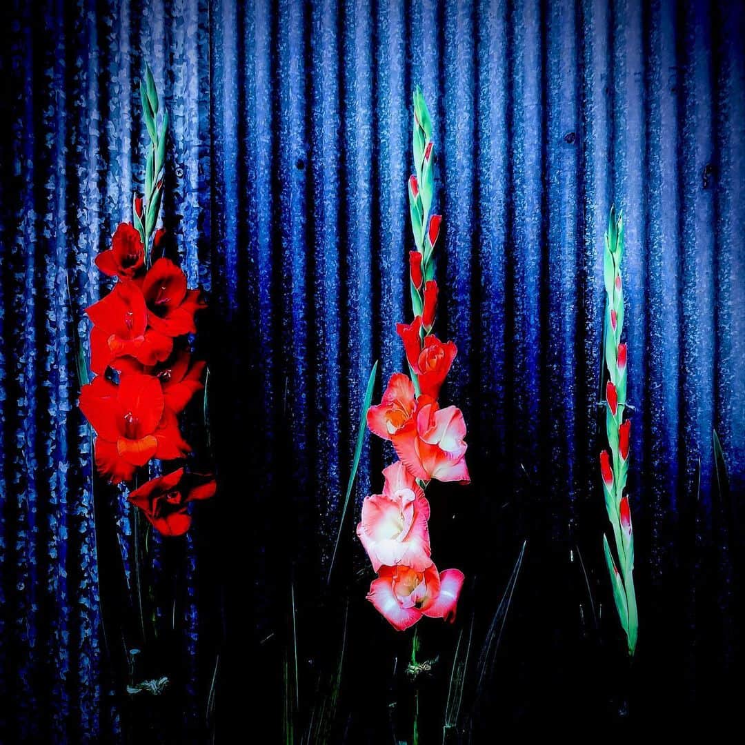 江田由紀浩のインスタグラム：「また謎の花ですよ。 なんじゃこりゃ？？ 色は綺麗だねえ。 #謎 #花 #札幌市西区 #八軒 #散歩」