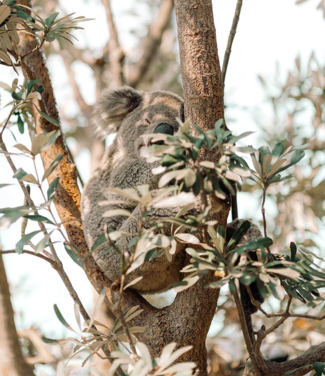タロンガ動物園さんのインスタグラム写真 - (タロンガ動物園Instagram)「Today is @nationaltreeday, a day for all Australians to put their hands in the earth and give back to their community.     Trees are an essential part of Australia's diverse habitat, and play a vital role in providing food and shelter for an array of unique and precious wildlife, including the koala.    At Taronga, we're committed to restoring fragmented koala habitat and working with @greenfleetaustralia, the Eastern Ranges Initiative and Jaliigirr Biodiversity Alliance to facilitate tree planting that increases landscape connectivity.    This National Tree Day, we're calling on you to do your bit to help preserve our beautiful habitats and show your support to #HugATreeForNTD.     📸 @timcoulson」8月2日 8時00分 - tarongazoo