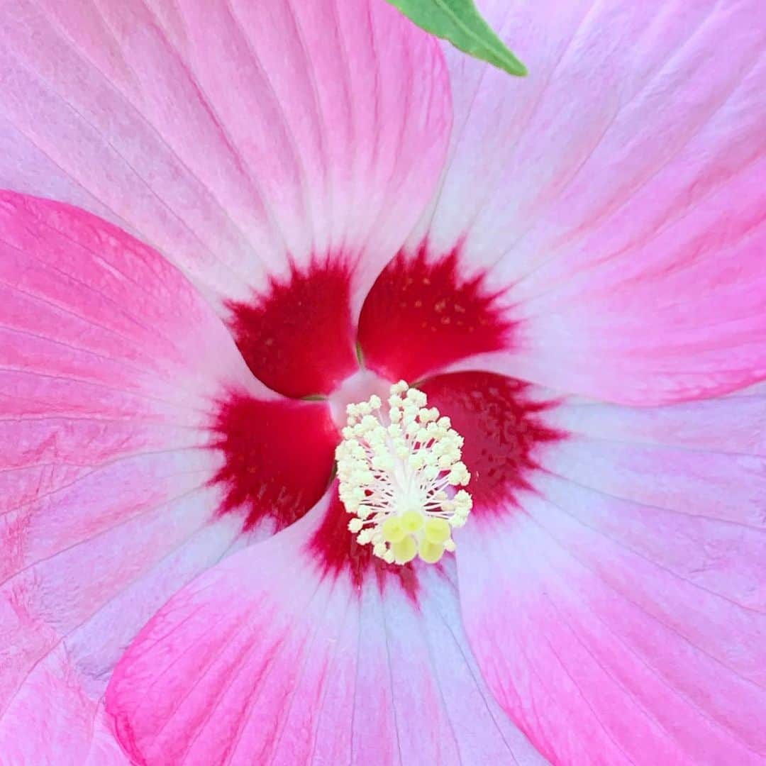 早坂香須子さんのインスタグラム写真 - (早坂香須子Instagram)「おはよう  ダンちゃんのお散歩で毎朝行く公園で出会ったお花たち。  エキナセアは見るだけで免疫力上がりそう😂  今日もいい一日にを〜💕💕💕」8月2日 8時01分 - kazukovalentine