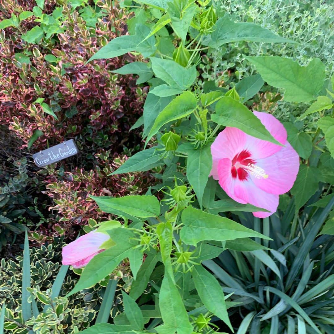 早坂香須子さんのインスタグラム写真 - (早坂香須子Instagram)「おはよう  ダンちゃんのお散歩で毎朝行く公園で出会ったお花たち。  エキナセアは見るだけで免疫力上がりそう😂  今日もいい一日にを〜💕💕💕」8月2日 8時01分 - kazukovalentine