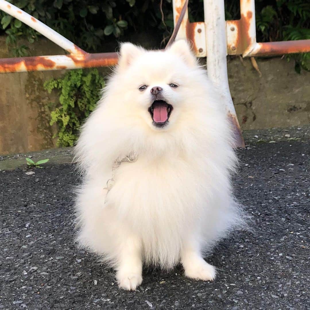のインスタグラム：「「♪あー夏休みー」「♪あーあー川の流れのようにー」「♪あーだから今夜だけはー」「♪あーあー果てしないー」「♪あーあー　ああああ　あーあー」 お好きな曲をどれでも当てはめてみてください。 #ポメラニアン」
