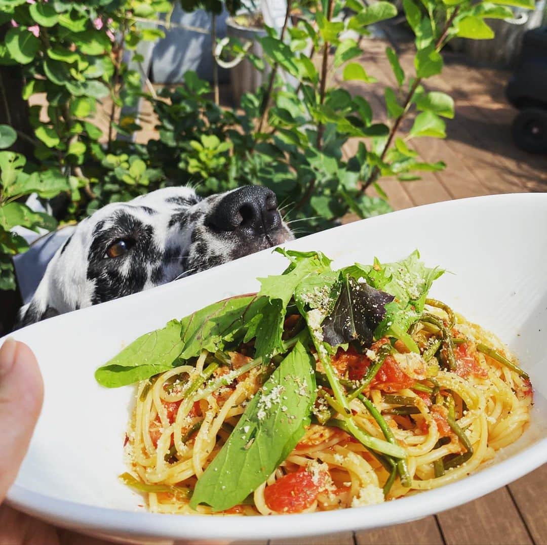 高岡早紀 さんのインスタグラム写真 - (高岡早紀 Instagram)「のんびり日曜日のゆっくりランチ。 最近お気に入りの"ぐるはす"を入れて、ツナ缶とトマトソースのスパゲッティ。 皆んなで屋上ガーデンでいただきまーす！  #早紀おウチガーデニング  #早紀おウチごはん」8月2日 14時20分 - saki_takaoka
