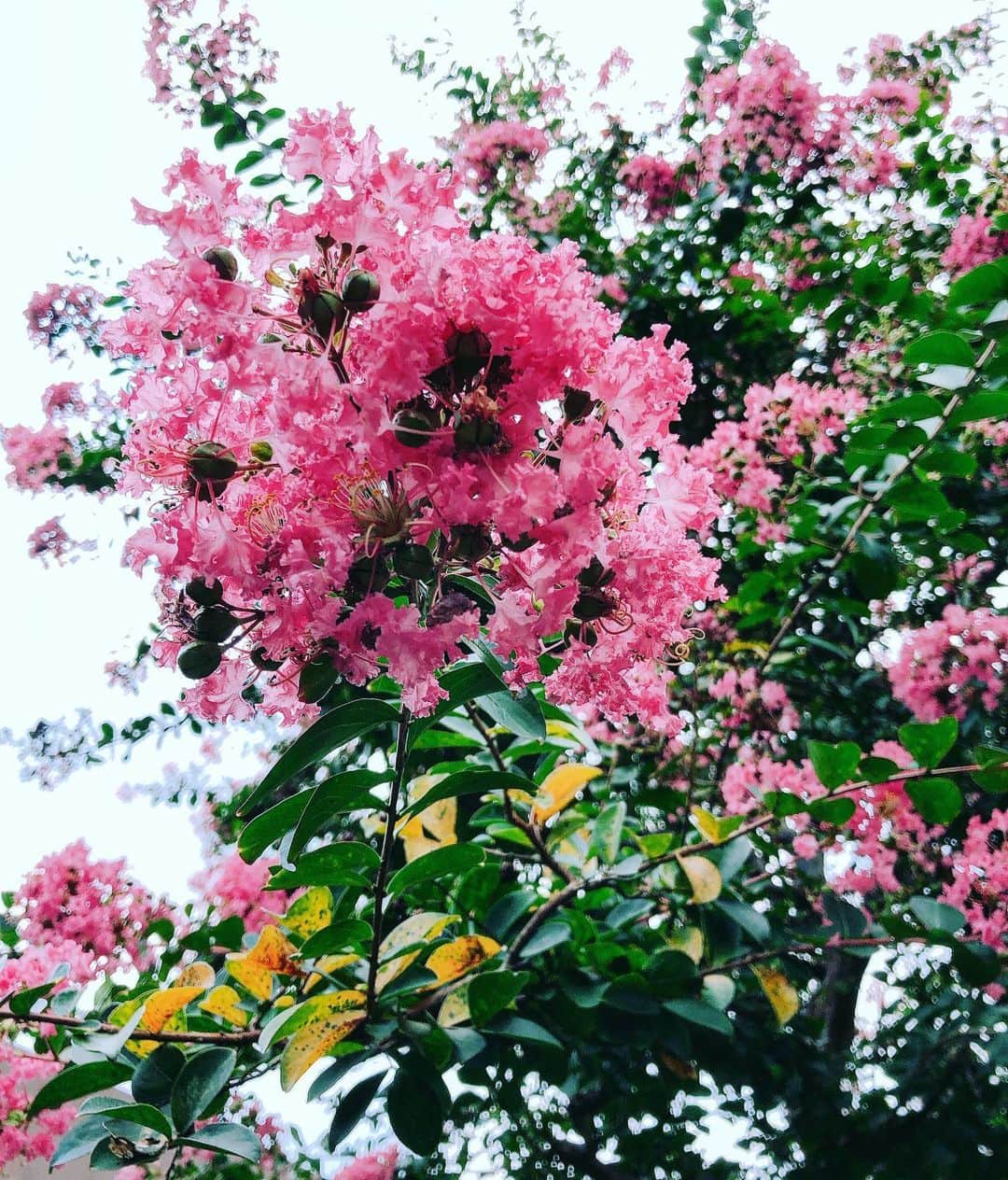 池田彩さんのインスタグラム写真 - (池田彩Instagram)「ひまわりと、なんの花かよくわからんやつ🌻 奇跡的にハチも写ってたよ🏵🐝  #夏 #8月 #summer #august #ひまわり #flower」8月2日 14時18分 - aya_ikeda_official