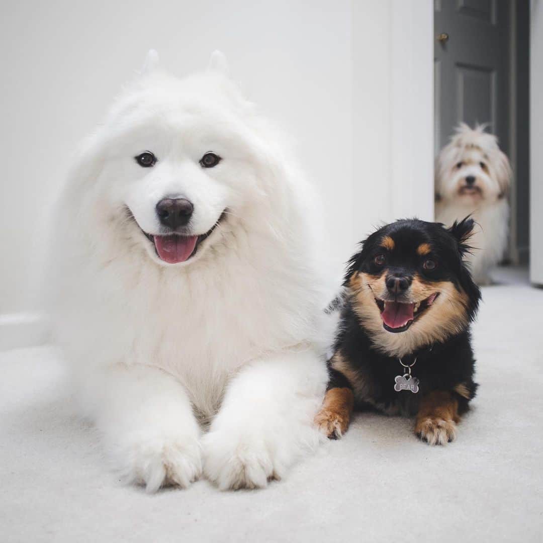 Loki the Corgiさんのインスタグラム写真 - (Loki the CorgiInstagram)「We have a friend over for the weekend! Momo’s being socially awkward 😛 Do any of you remember who this little guy is? This is Little Bear, the first dog we ever fostered and Bear’s first-ever friend! We fostered Little Bear before we adopted Momo, so Momo isn’t as familiar with him as Bear is. I think Momo might be a little jealous of their friendship 😆 Who wants to be Momo’s friend for the weekend?」8月2日 9時00分 - lokistagram
