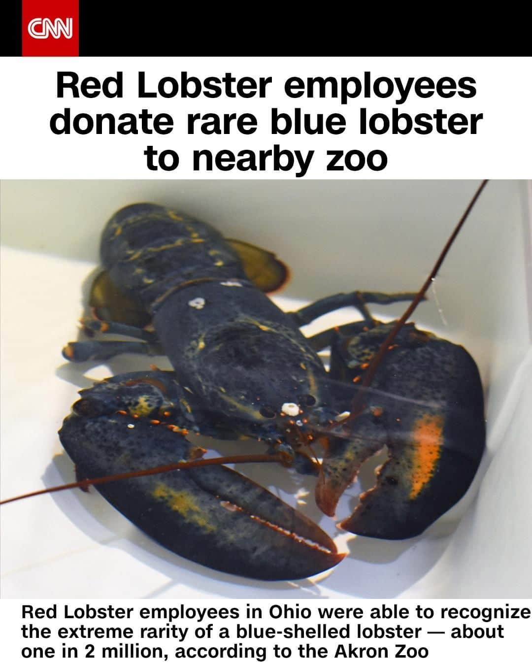 CNNさんのインスタグラム写真 - (CNNInstagram)「Red Lobster employees discovered a rare blue lobster in one of their shipments and instead of cooking it, the restaurant sent it to the Akron Zoo. Employees at the Cuyahoga Falls eatery nearby were able to recognize just how rare the blue shell is — about one in 2 million lobsters is blue, according to the zoo. Named Clawde after the restaurant’s famous mascot, employees at the zoo were quick to make him feel at home. "Clawde is acclimating to his new home here at the Akron Zoo, in a special tank that has been dubbed 'Clawde's Man Cave' by his care team," they wrote in a Facebook post. Tap the link in our bio to learn more. (📸:The Akron Zoo/Facebook)」8月2日 9時01分 - cnn