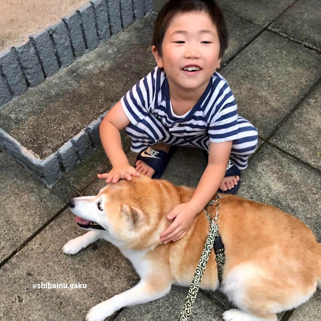 Kazumi-Gakumamaさんのインスタグラム写真 - (Kazumi-GakumamaInstagram)「8月になったと同時に、とうとう関東地方も梅雨明けしました☀️ *  コロナ禍の上に、これから約2ヶ月猛暑が続くと思っただけで辛いですが、皆さんもコロナはもちろん、熱中症にはくれぐれもお気を付けください🥵🔥👋 * * *  心配されてた方もいらっしゃったようですが、昨日拾ったカブトムシは岳の親友の朔太朗くん宅に無事、婿入りしました💘 *  既にホームセンターでカブトムシの飼育に必要なものを用意し準備万端✨ *  想像より大きなカブトムシに朔ちゃんは大興奮‼︎😤😍🤩 *  朔ちゃんと岳の間にカブトムシをはさんで記念撮影をしようとしましたが、カブトムシが怖い岳はカブトムシに近寄れず➰🐕💦 *  ケースに入っているのにビビり過ぎだよね〰️😂 *  カブトムシくん、朔ちゃん宅で元気に過ごしてねー🙏 🐾----*----*----*----🐾 The beetle I picked up yesterday was taken by Gaku's best friend Sakutaro-kun's house🐕👦💞 🐾----*----*----*----🐾 #柴犬 #岳 #柴犬岳 #柴犬ガク#gaku #shibainugaku #shiba #shibainu #shibastagram #いぬすたぐらむ #dogsofinstagram #catoftheday  #pecoいぬ部 #pecotv #ワンフルエンサー  #Hermoso #weeklyfluff #🐕📷 #dailyfluff #梅雨明け #朔太朗くん  #ナンパされた岳 #buddy #相棒 #運命 #運命の赤い糸 #友情  #hug  #カブトムシ #20200802」8月2日 9時18分 - shibainu.gaku