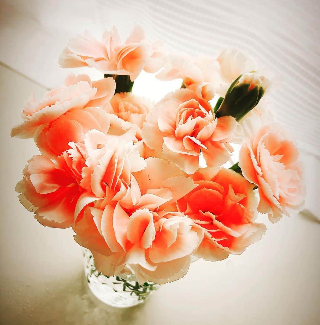 藤原絵里さんのインスタグラム写真 - (藤原絵里Instagram)「・ 綺麗🌸 ・ #カーネーション #花のある暮らし #花のある生活 #花のあるくらし #花のある暮らしを楽しむ #お花のある暮らし」8月2日 9時41分 - erifujiwara0523