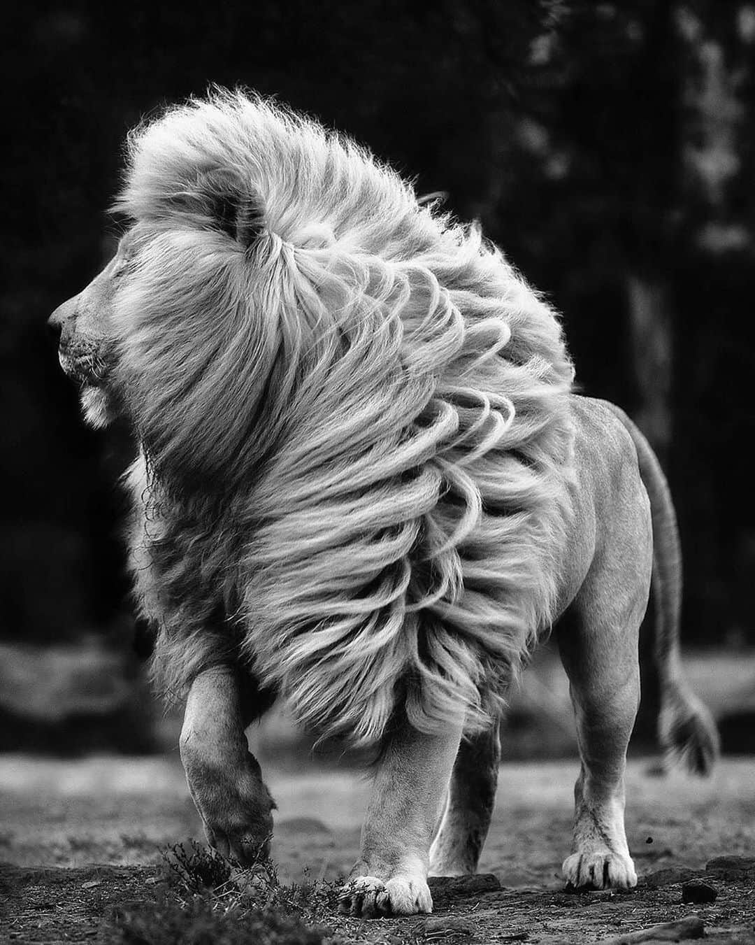 WildLifeのインスタグラム：「This king definitely wins the “best mane” award? 🦁 Photo by @human.kind.photography」