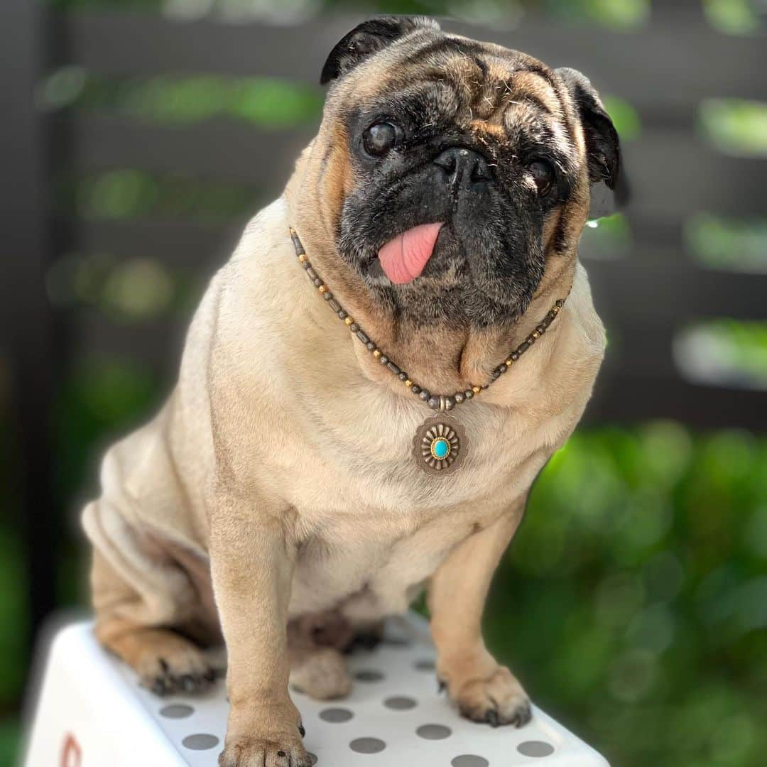 gontaのインスタグラム：「The long rainy season is over. Today it's very hot.😋😊🍪 Delicious food has arrived.#keelyafternoontea #Gonta2#speakpug #smilingpugs #pugjapan #pug #love #pugsofinstagram #zerozeropug #pugshit #wordfpug  #vapeur1160」