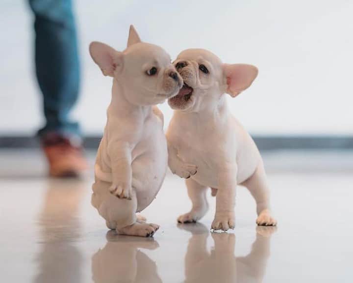 9GAGさんのインスタグラム写真 - (9GAGInstagram)「Don’t move! Lemme gib you a kiss!⠀ Follow @barked for more cute dogs!⠀ -⠀ 📷 @love_smile_dog⠀ -⠀ #barked #FrenchBulldog #Frenchie #9gag」8月2日 10時00分 - 9gag