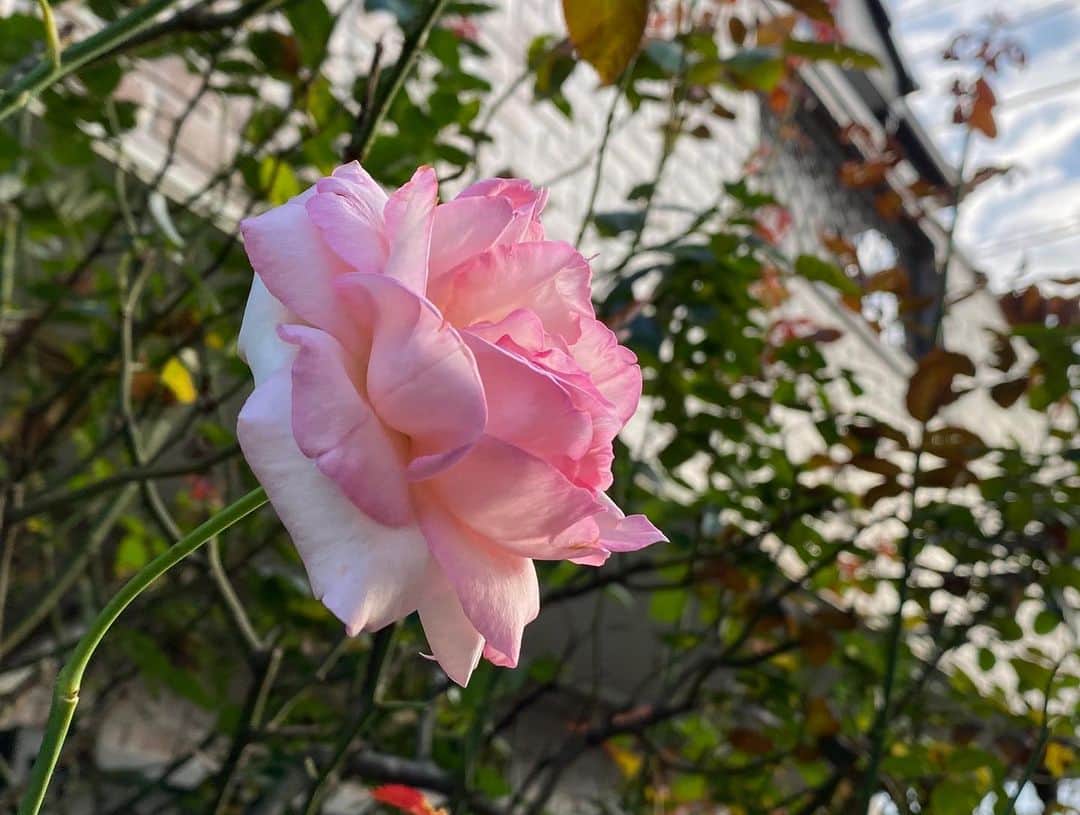 岡部晴彦さんのインスタグラム写真 - (岡部晴彦Instagram)「#バラ日記 #roses 95日目　早朝　晴れ  アンナプルナ 芽衣 ロイヤルサンセット シャルルドゴール ピエールドロンサール ブルーピリオド バレリーナ  #roses🌹 #rosestagram #rose」8月2日 10時16分 - hal_96