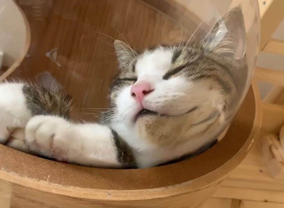 ひのき猫さんのインスタグラム写真 - (ひのき猫Instagram)「いい夢見てそうです☺️  笑ってるみたいに見える。  ・ ・ ・ #オデコ #ひのき猫 ＃いい夢見てそう #わらってるみたい #猫部 #猫のいる生活 #かわいい猫 #cat #catstagram #cutecat」8月2日 10時13分 - hinoki.cute.kitten