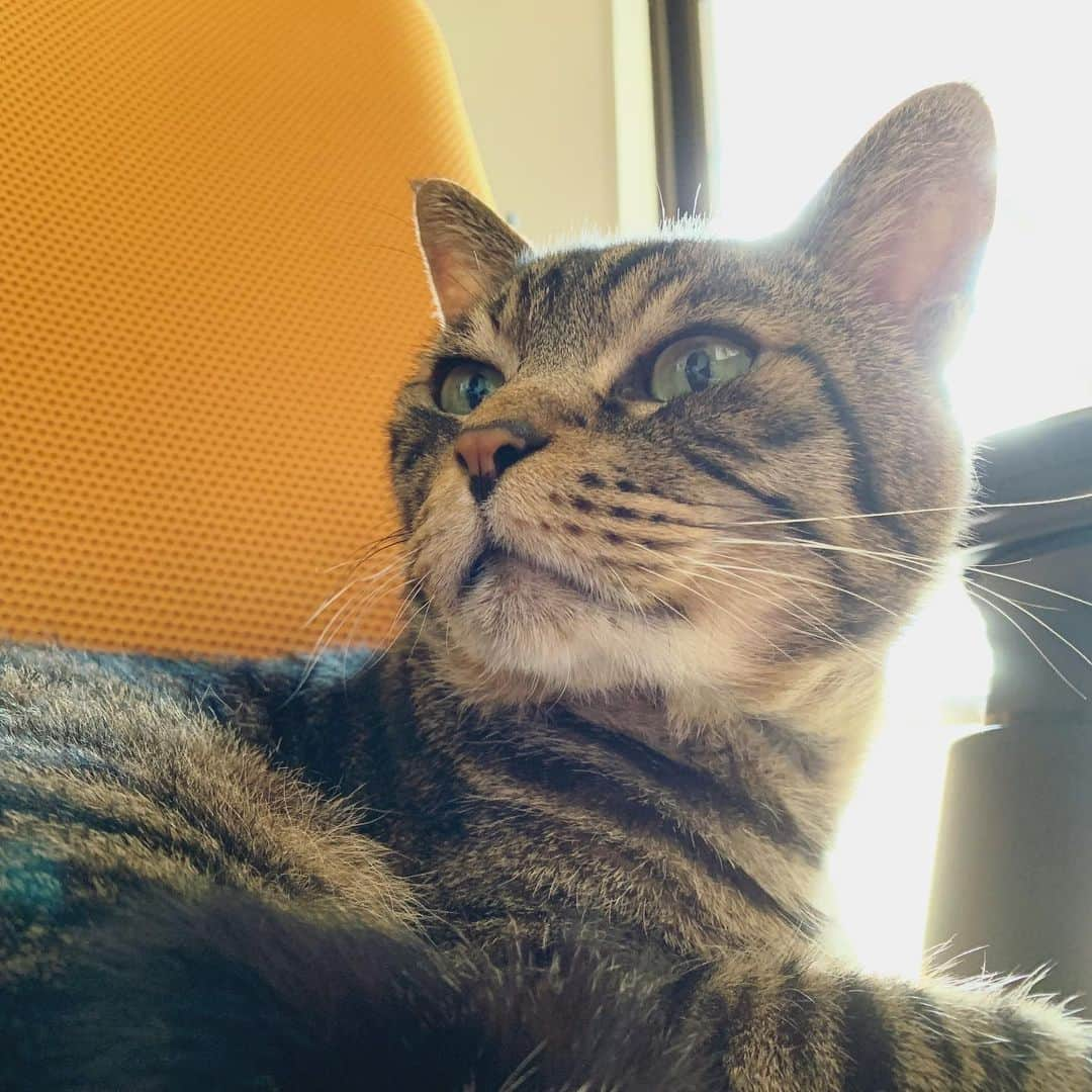 Musashiさんのインスタグラム写真 - (MusashiInstagram)「おはムサシ。今日も暑くなりそうね。Good morning. #musashi #mck #cat #キジトラ #ムサシさん #musashi_the_cat #ねこすたぐらむ」8月2日 10時22分 - _daisy