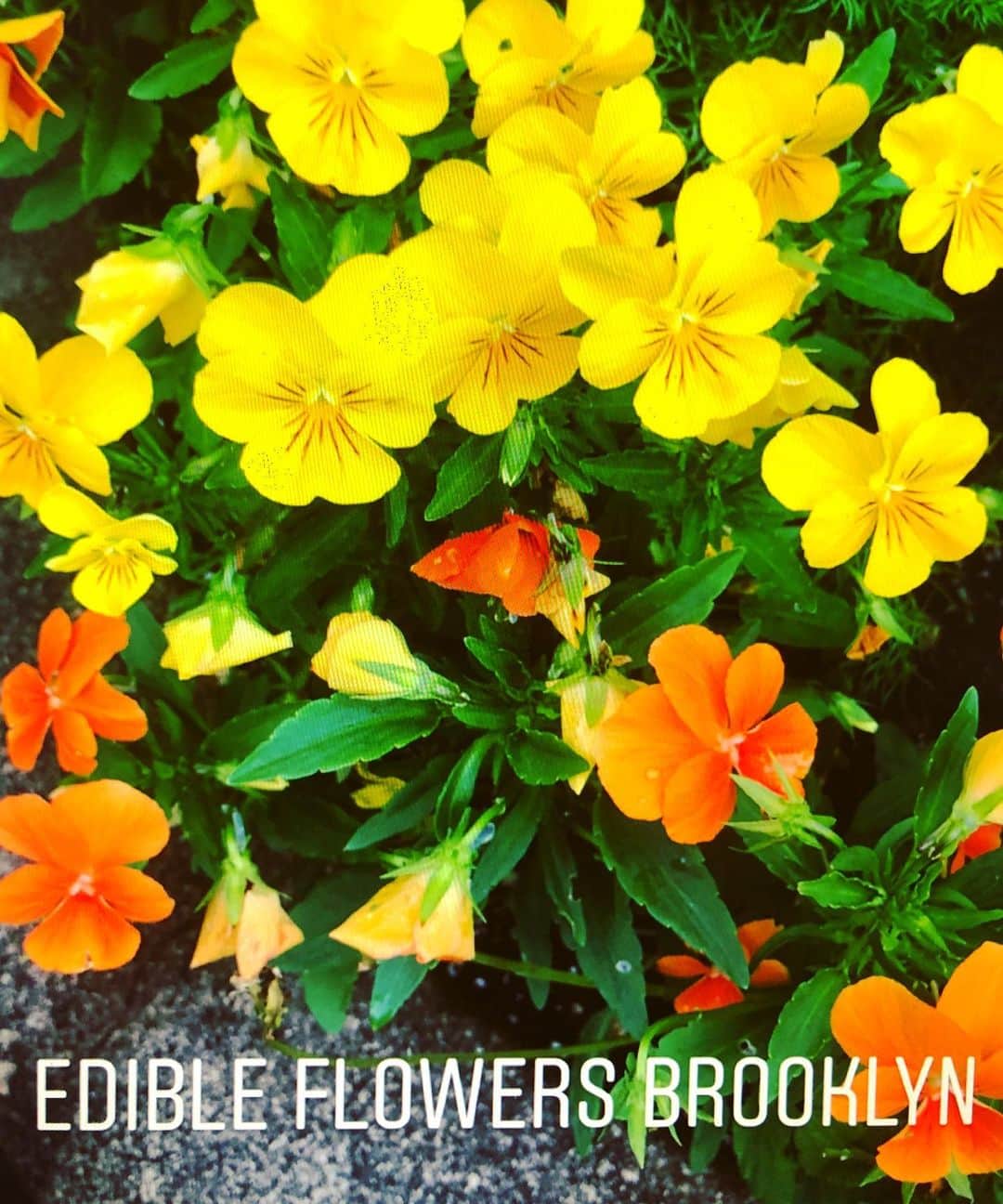スサナモナコさんのインスタグラム写真 - (スサナモナコInstagram)「color inspiration...edible flowers in my garden! #garden #color #colorinspiration #brooklyn @susanamonaco」8月2日 10時48分 - susanamonaco