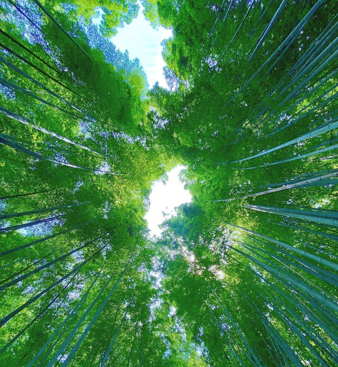 藤村椿さんのインスタグラム写真 - (藤村椿Instagram)「. . . お気に入りの一枚。ロック画面にしました🎋  #竹林の小径  #嵐山 #京都さんぽ #自然写真  #ロック画面」8月2日 10時49分 - tsubaki_fujimura