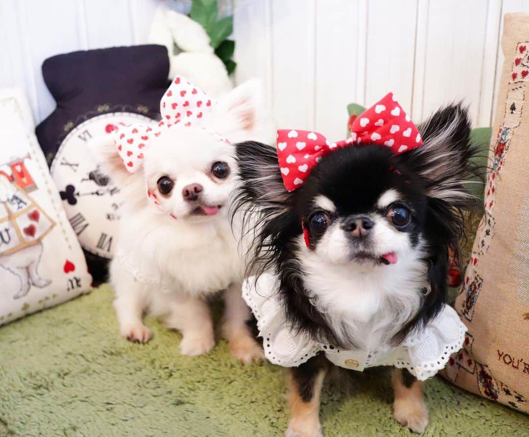 kayoのインスタグラム：「* * * 舌がシンクロ😋😋 * * * めめ💗めろ * * #chihuahua#chihuahualove#dogstgram#dog#instadog#チワワ#チワワ大好き#チワワのいる暮らし * * *」