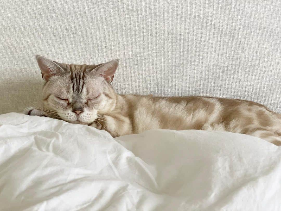 青山有紀さんのインスタグラム写真 - (青山有紀Instagram)「今朝の#ガル様 am6:00 #garu_cat」8月2日 11時20分 - yukiaoya