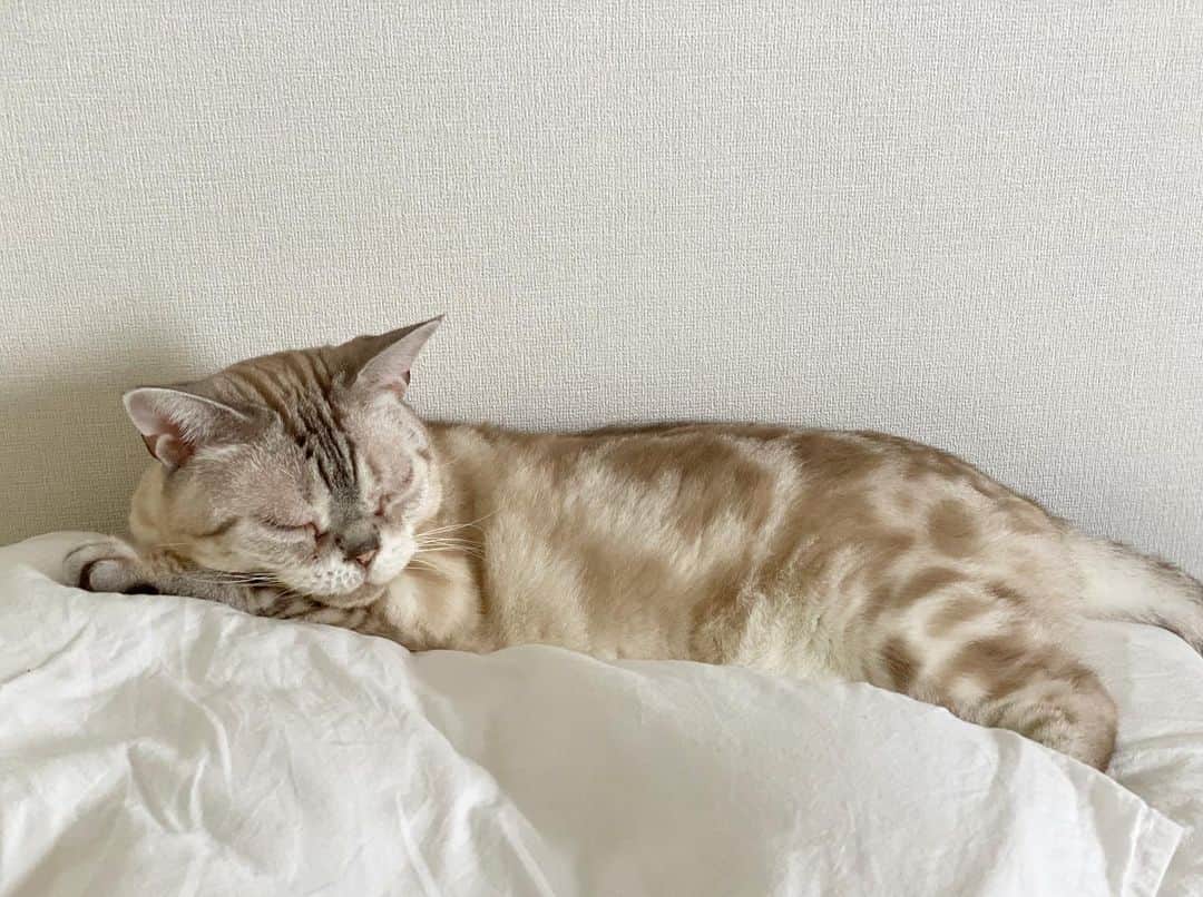 青山有紀さんのインスタグラム写真 - (青山有紀Instagram)「今朝の#ガル様 am6:00 #garu_cat」8月2日 11時20分 - yukiaoya