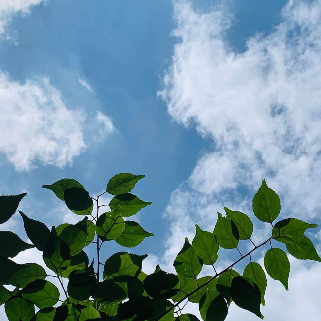 川崎麻世さんのインスタグラム写真 - (川崎麻世Instagram)「朝から蝉がやっと気持ち良さそうに鳴いてる。 しばらく鳴いては雨鳴いては雨。 そろそろ暴風雨で壊れた庭のオーニングテントを直さないとね😂  #オーニングテント  #蝉の鳴き声  #川﨑麻世 #川崎麻世 #90210」8月2日 11時22分 - mayokawasaki