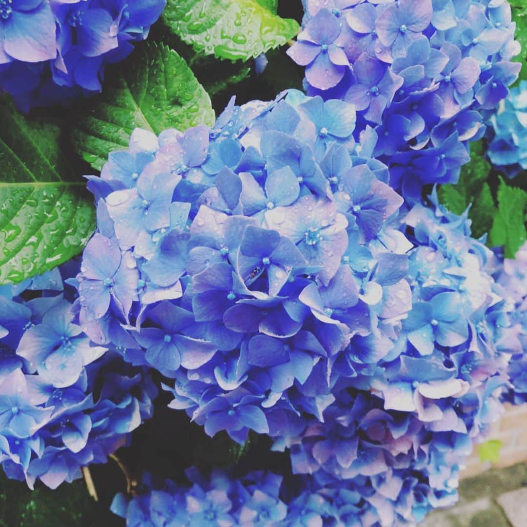 桑門そらのインスタグラム：「サヨナラ梅雨！ こんにちは夏！ ちょっとだけ手加減よろしくお願いしますっ！ #紫陽花」