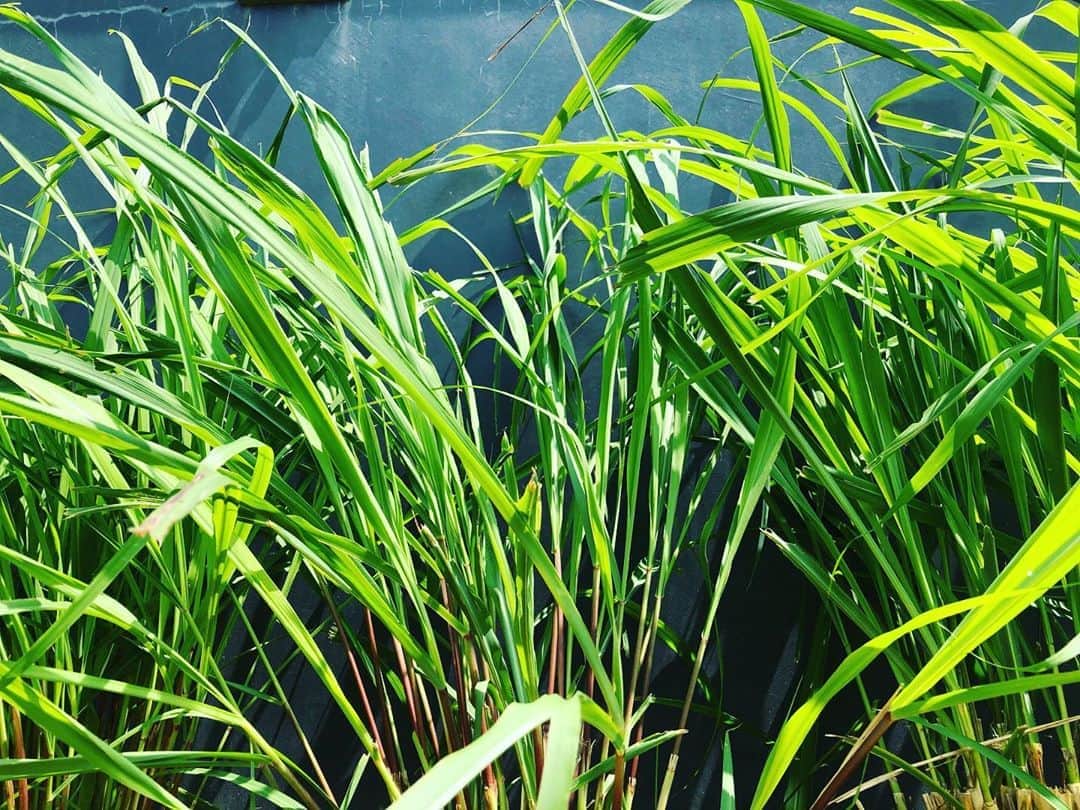 ONE SUITE Hotel & Resort（公式）のグルメインスタ