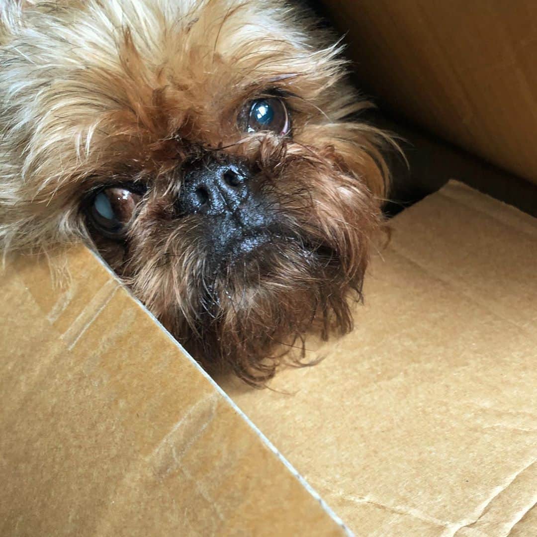 Digby & Aloのインスタグラム：「We’ve almost finished packing! We’re marking this box “extra fragile”」