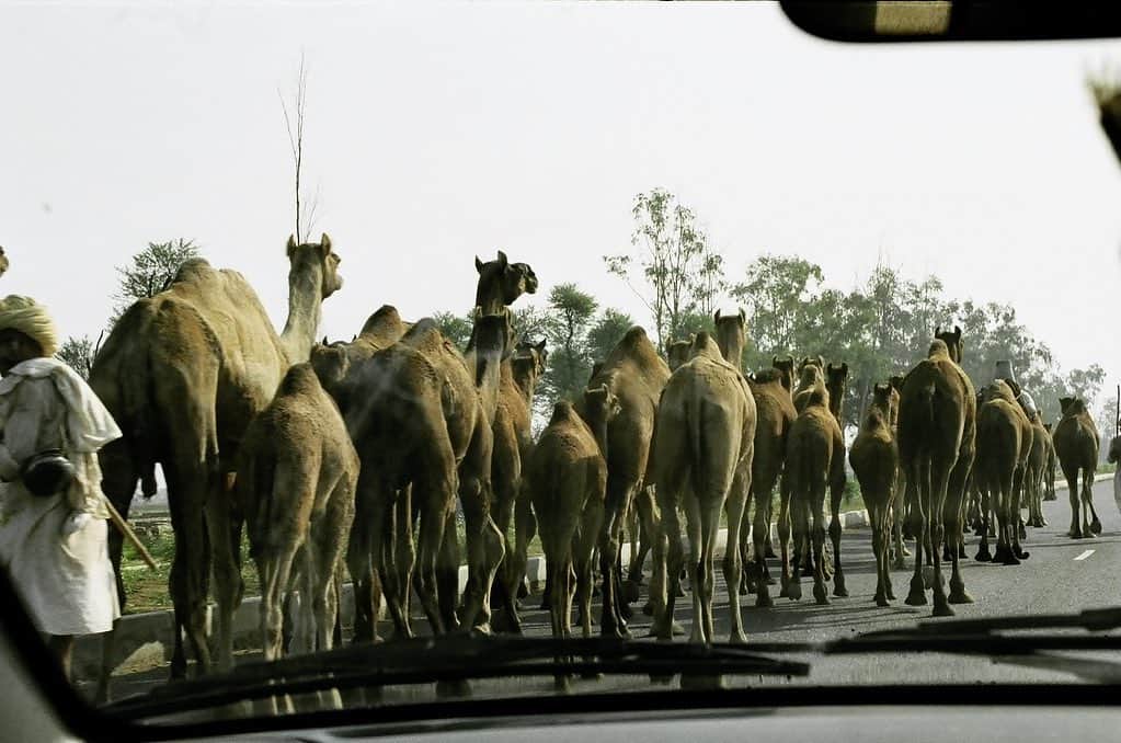 佐藤朱さんのインスタグラム写真 - (佐藤朱Instagram)「2007年インドの車窓から  インド凄いなぁと 思ったものです  #インド #車窓から  #ラクダ  #満員 #噂のやつ #牛 #象 #運転は皆荒ぶってる #カルチャーショック #2007 #India #outofwindow  #camel #theroof #cow #elephant #cultureshock  #trip #travel #filmphotography」8月2日 12時18分 - akechi516