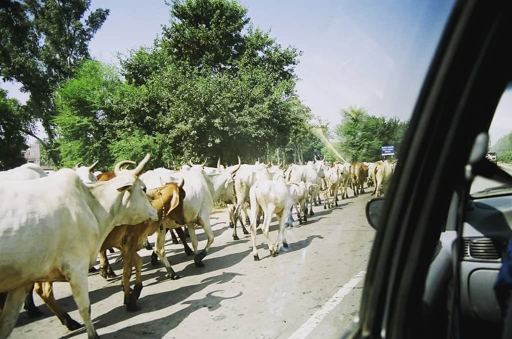 佐藤朱さんのインスタグラム写真 - (佐藤朱Instagram)「2007年インドの車窓から  インド凄いなぁと 思ったものです  #インド #車窓から  #ラクダ  #満員 #噂のやつ #牛 #象 #運転は皆荒ぶってる #カルチャーショック #2007 #India #outofwindow  #camel #theroof #cow #elephant #cultureshock  #trip #travel #filmphotography」8月2日 12時18分 - akechi516