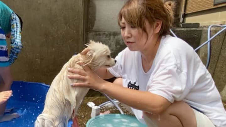 太陽チャンネルのインスタグラム：「ぽことプールついでにシャンプー✨ ストーリー用に動画撮ってって言ったら中途半端に横向きで撮るし長い時間撮ってるやつは縦だしこれだから素人は😇😇😇 #ポメラニアン #ポメラニアンクリーム #ぽこ」