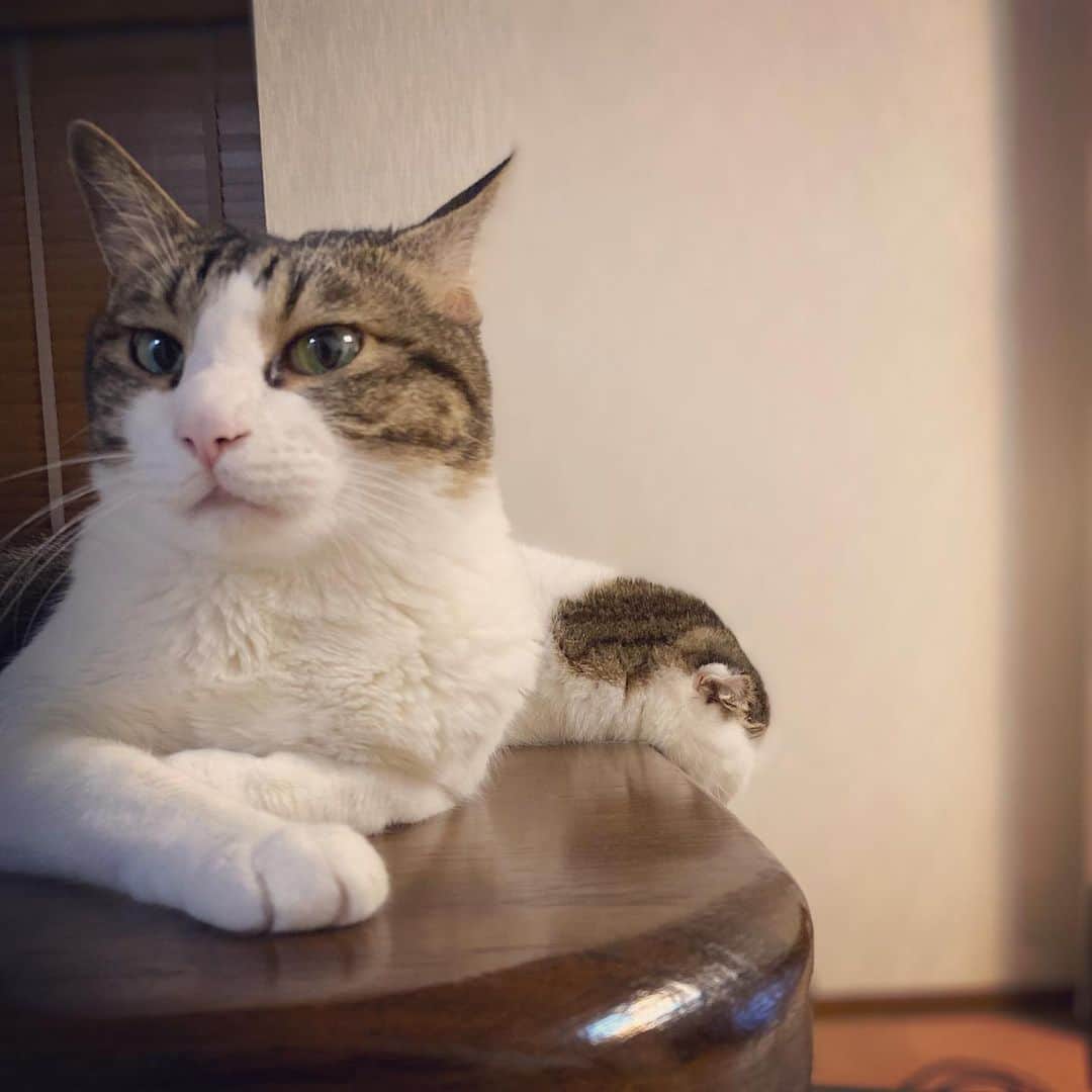 8n21のインスタグラム：「猫と伸びた餅  #cats #ねこ部」