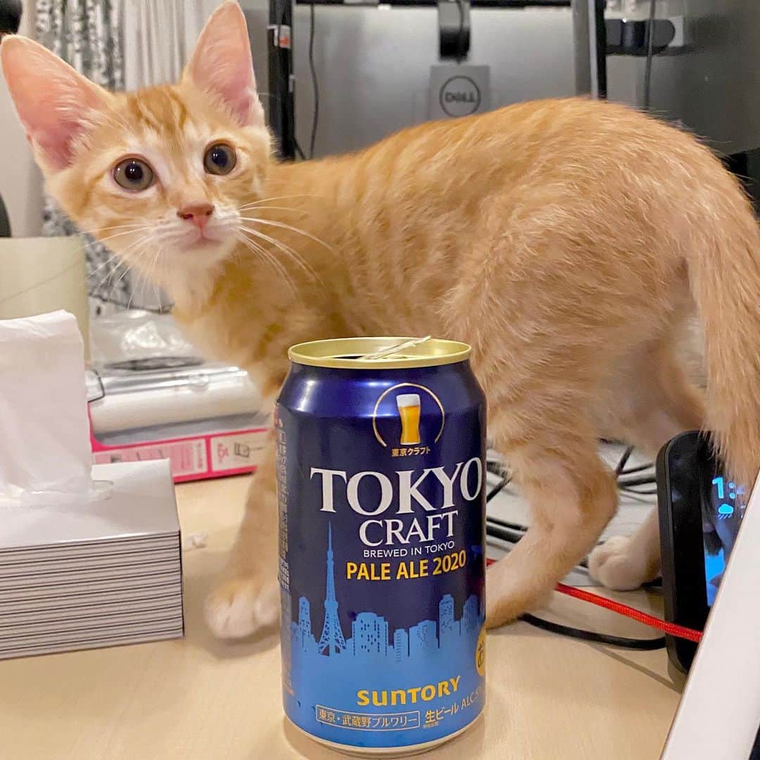 のインスタグラム：「ぺーると #ペールエール 。 _  #ぺーぽん #cat #kitten #catstagram #catsofinstagram #catsagram #babycat #子猫 #保護猫 #保護ねこ #仔猫 #ねこ #cat_of_instagram #にゃんすたぐらむ #ねこすたぐらむ  #orangecat #茶トラ #beer #ビール #猫見酒 #tokyocraft #ビール女子 #ビール好き #ビール大好き #paleale #麦酒 #catandbeer #beerstagram」