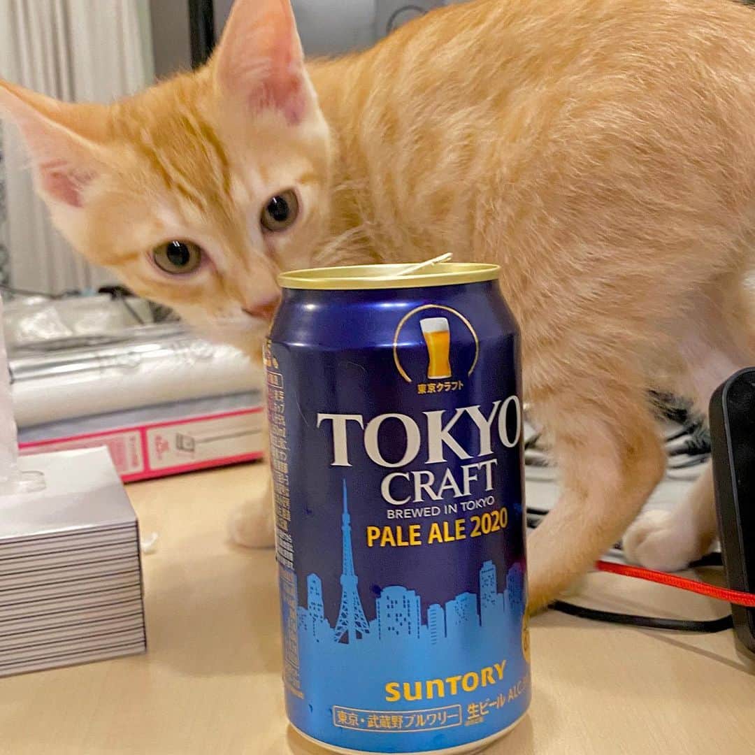 相沢あいさんのインスタグラム写真 - (相沢あいInstagram)「ぺーると #ペールエール 。 _  #ぺーぽん #cat #kitten #catstagram #catsofinstagram #catsagram #babycat #子猫 #保護猫 #保護ねこ #仔猫 #ねこ #cat_of_instagram #にゃんすたぐらむ #ねこすたぐらむ  #orangecat #茶トラ #beer #ビール #猫見酒 #tokyocraft #ビール女子 #ビール好き #ビール大好き #paleale #麦酒 #catandbeer #beerstagram」8月2日 21時58分 - aizawaai