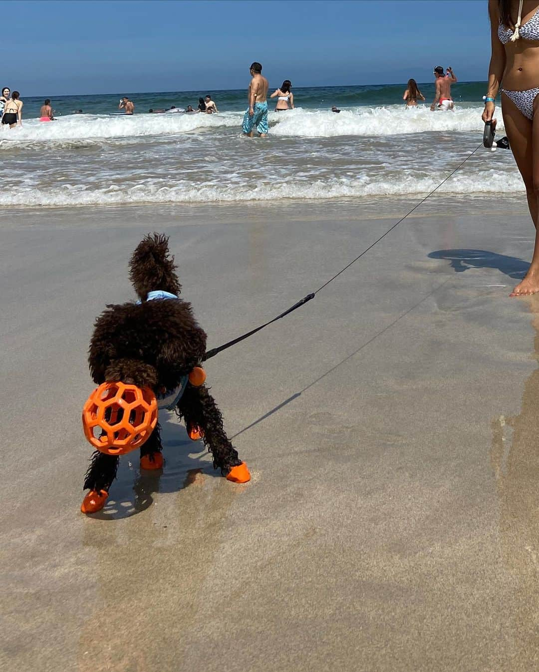 esutoreja_risaribonさんのインスタグラム写真 - (esutoreja_risaribonInstagram)「ジャジャ馬さん 初めての海🏖大はしゃぎ‼︎ サンバイザーグレーに染まった天然草が気に入ってます！ @esutoreja 8/3 20:00〜新作。 . 👙は　@gestore.fam です。 去年からかな？着てます‼︎ めちゃお気に入り💕 色違いも今年欲しかったけど無かった🙄 . #esutoreja#GE#gestore#白浜#トイプードル#一歳#お天馬#大変だけど楽しい子#癒しをありがとう#手がかかるけど可愛い#顔が外人」8月2日 21時59分 - esutoreja_risaribon