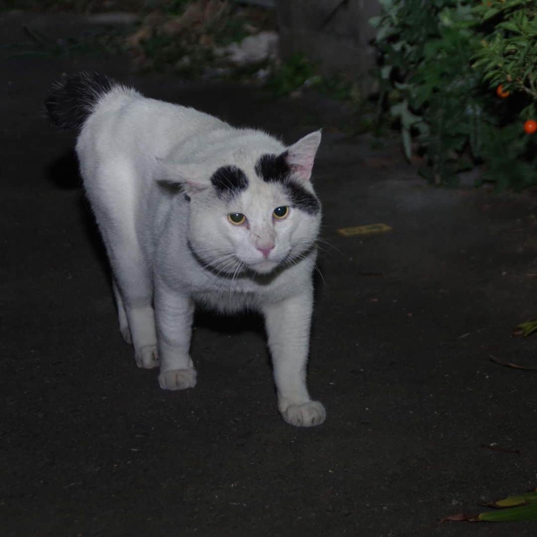 Kachimo Yoshimatsuさんのインスタグラム写真 - (Kachimo YoshimatsuInstagram)「一年前のナナクロ Nanakuro a year ago. Photo:2019.08.02 夜待っていたナナクロ。 ごはん食べて帰って生きてるのを途中までついて行った。 角を曲がった所でくつろいでいた。 そして闇に消えて行った。  一年前の写真が上がらない日は、来なかった日です。  #うちの猫ら #nanakuro #ナナクロ #一年前のナナクロ #猫 #ねこ #cat #ネコ #catstagram #ネコ部 http://kachimo.exblog.jp」8月2日 22時13分 - kachimo