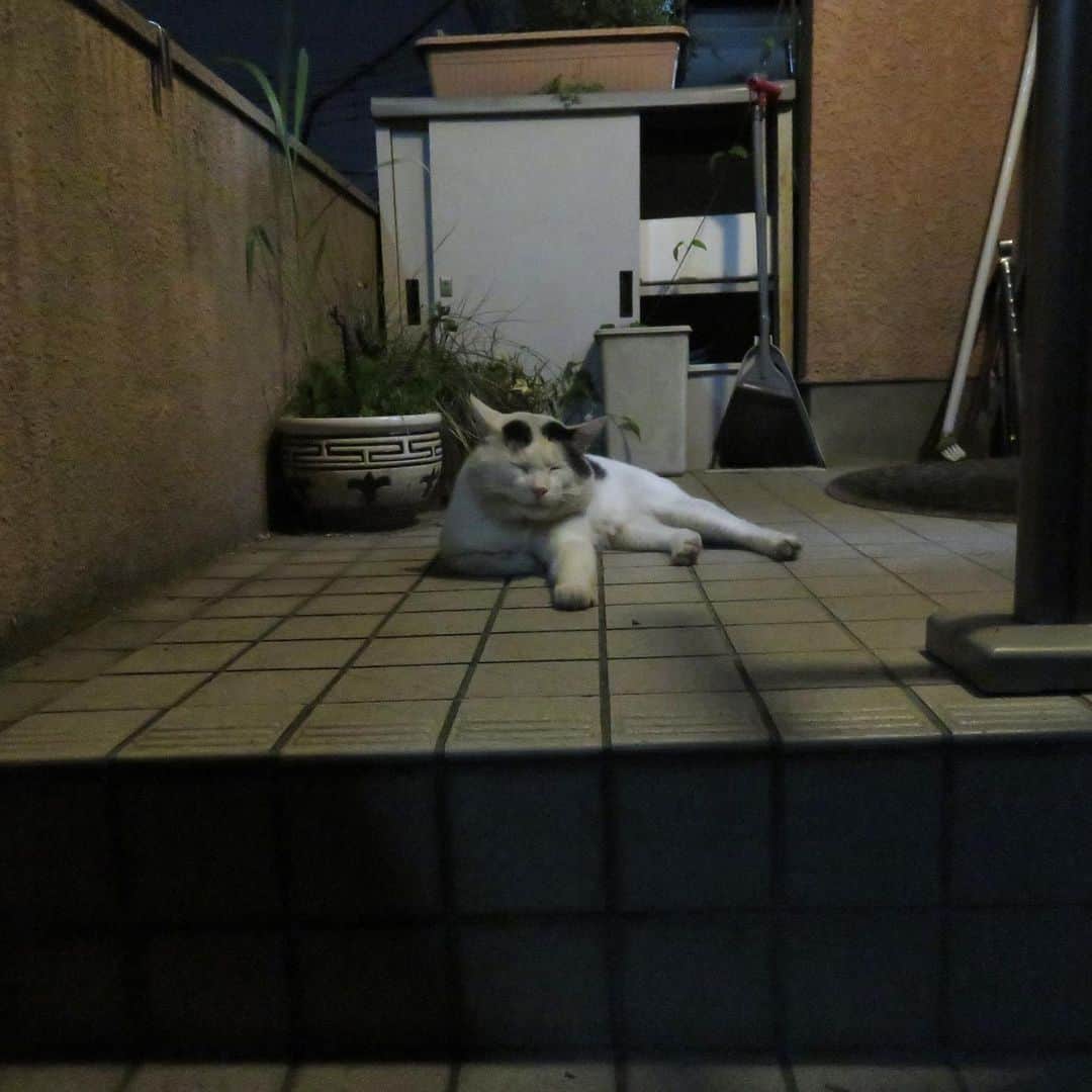 Kachimo Yoshimatsuさんのインスタグラム写真 - (Kachimo YoshimatsuInstagram)「一年前のナナクロ Nanakuro a year ago. Photo:2019.08.02 夜待っていたナナクロ。 ごはん食べて帰って生きてるのを途中までついて行った。 角を曲がった所でくつろいでいた。 そして闇に消えて行った。  一年前の写真が上がらない日は、来なかった日です。  #うちの猫ら #nanakuro #ナナクロ #一年前のナナクロ #猫 #ねこ #cat #ネコ #catstagram #ネコ部 http://kachimo.exblog.jp」8月2日 22時13分 - kachimo
