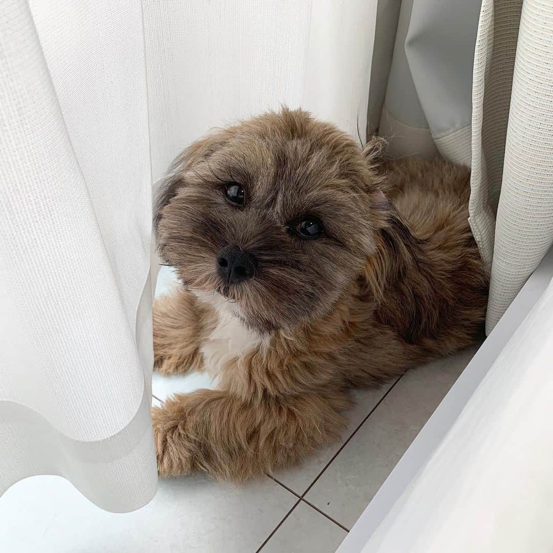 日岡なつみのインスタグラム：「🐶お気に入りスポット(カーテン下)  すみれ♀MIX犬(シーズー×トイプードル) #しゅみれぐらむ   #犬 #シープー #トイプードル #シーズー #ミックス犬 #いぬすたぐらむ🐶 #dog #dogstagram #instadog」